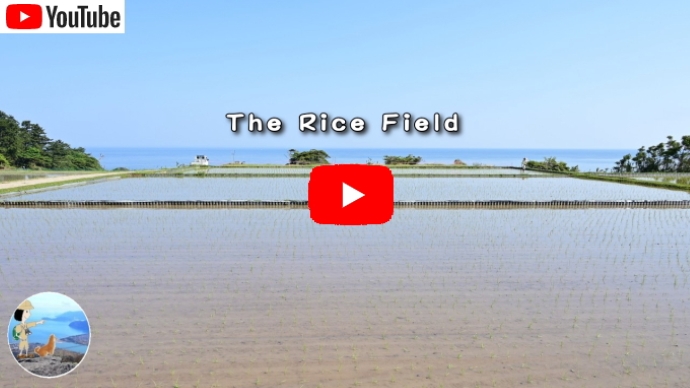 丹後半島の水田