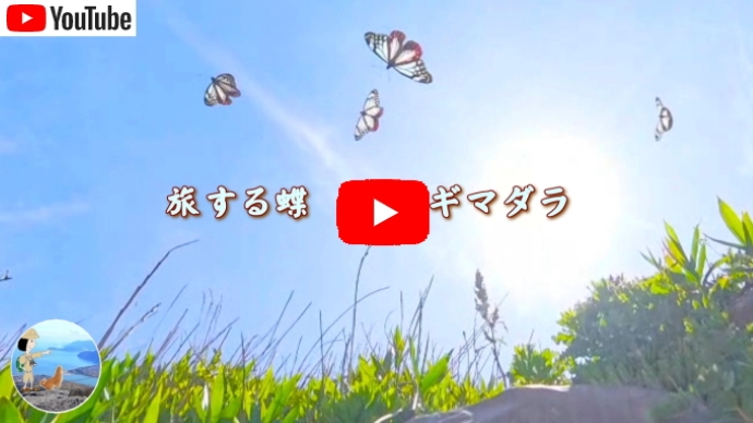 旅する蝶 アサギマダラ