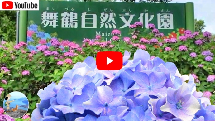 舞鶴自然文化園のアジサイ