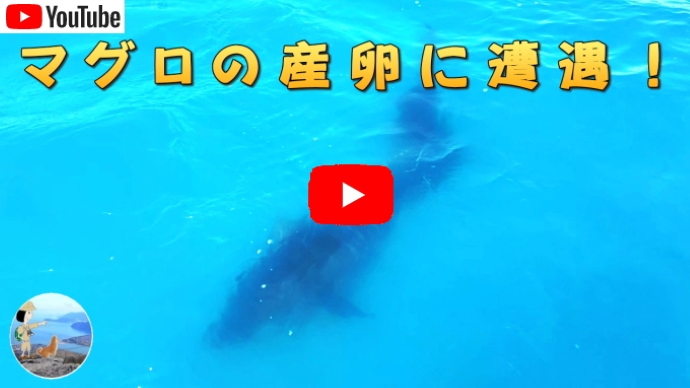 クロマグロの産卵