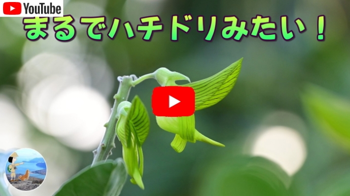 グリーンバードフラワー