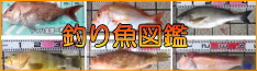 釣り魚図鑑