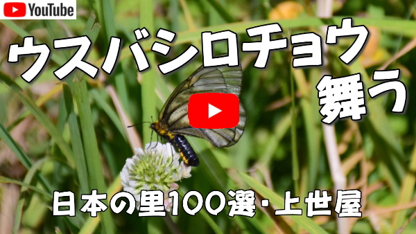 スバシロチョウ