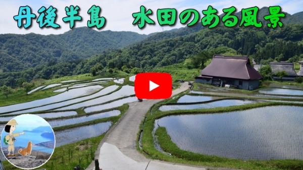 丹後半島 水田の風景