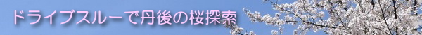 ドライブスルーで丹後の桜探索