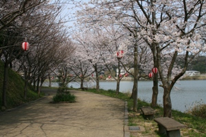 離れ湖の桜2