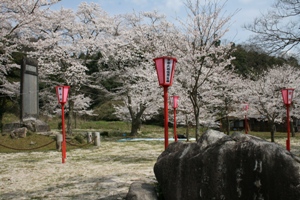 板並公園の桜2