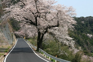 かまや海岸の桜
