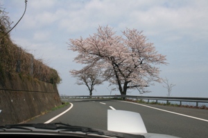 かまや海岸の桜2