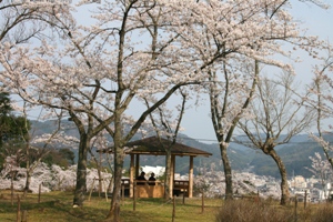 滝上公園の桜2