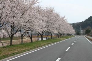 弥栄町の桜2