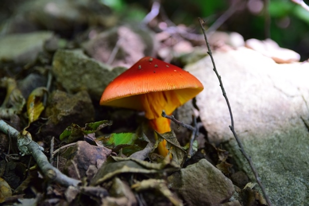 �^�}�S�^�P