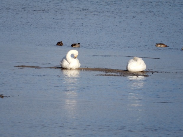 ���h�C�R�n�N�`���E