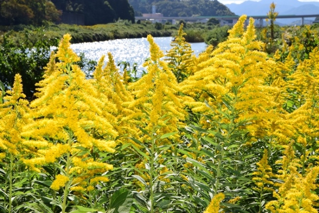 セイタカアワダチソウ