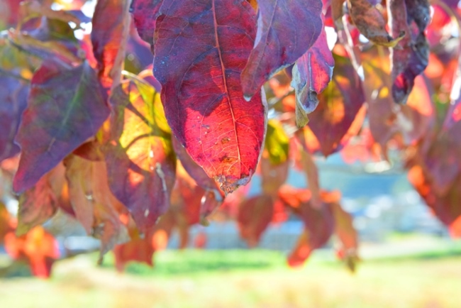 ハナミズキ紅葉
