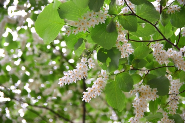 ���_�؂̉�