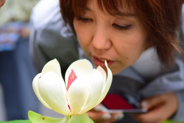 �z�E�̖؂̉�