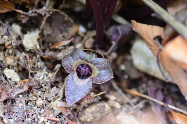 �J���A�I�C�̉�