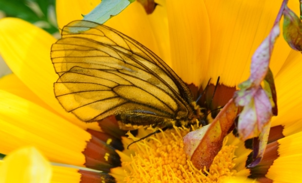 �E�X�o�A�Q�n