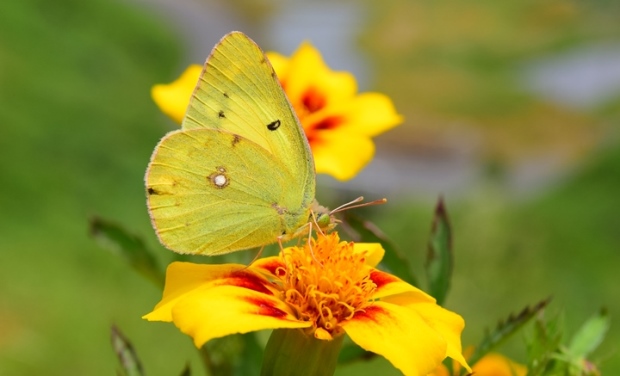 �����L�`���E