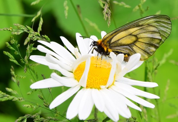 �E�X�o�V���`���E