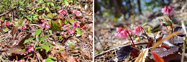 �C���J�K�~