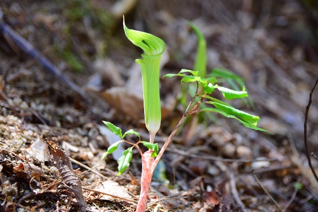 �}���V�O�T