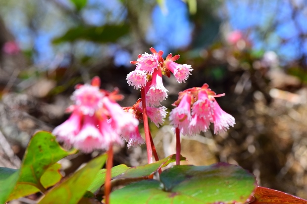 �C���J�K�~