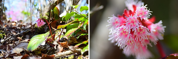 �C���J�K�~