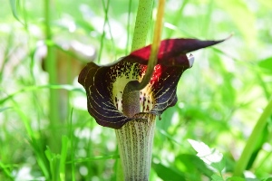 �E���V�}�\�E