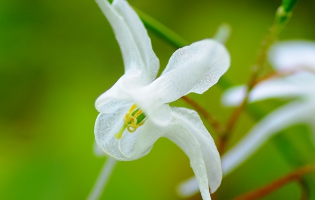 トキワイカリソウ