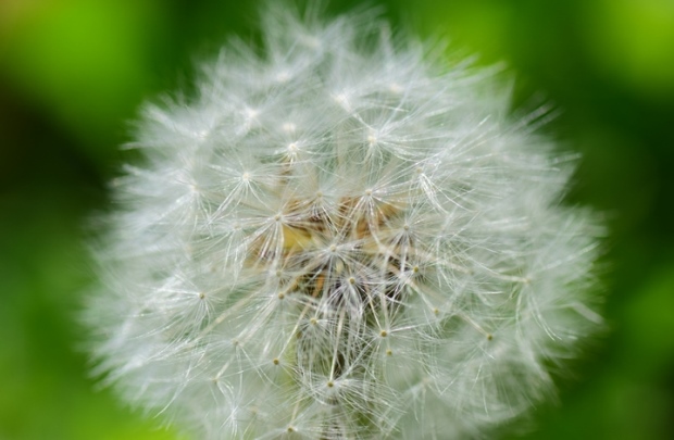 タンポポの種