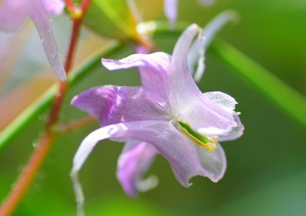トキワイカリソウ