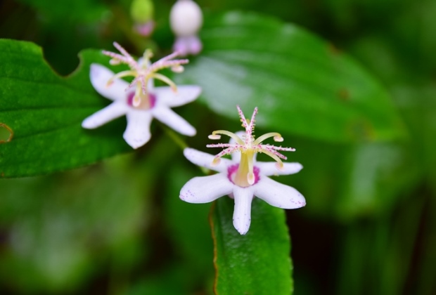 ���}�z�g�g�M�X