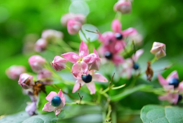 �N�T�M�̎�