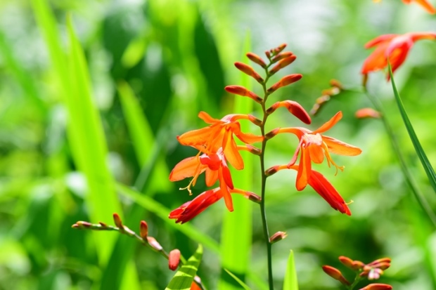 �q���I�E�M�X�C�Z��