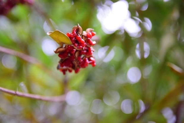 �g�x���̎�