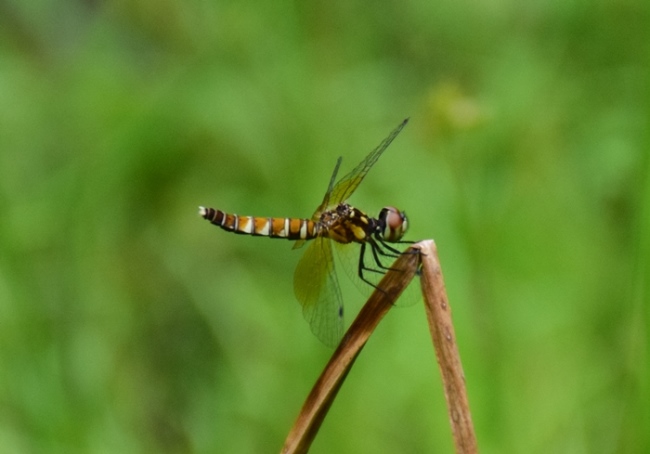 ハッチョウトンボ、メス