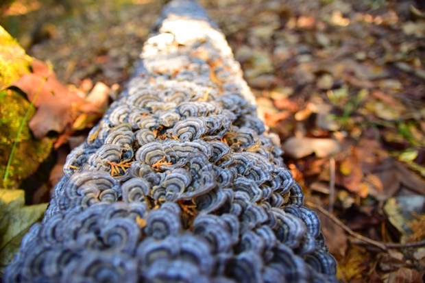 �J�C�K���_�P