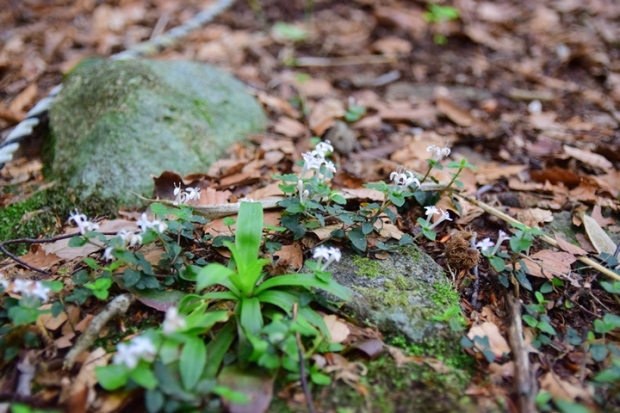 �����Ȕ�����