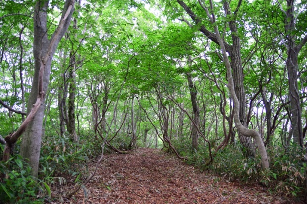 ���R�u�i��