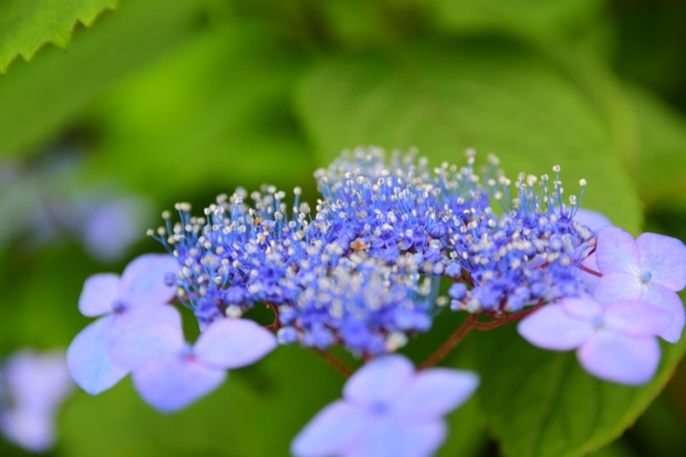 �A�W�T�C�̉�