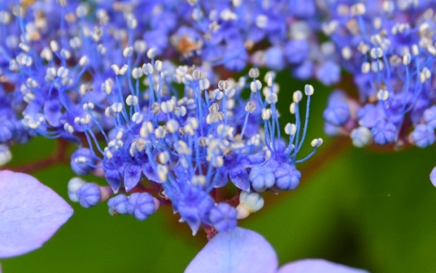 ���z�Ԃ̉�