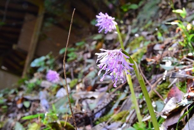 �V���E�W���E�o�J�}