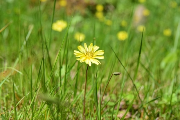 �C���j�K�i