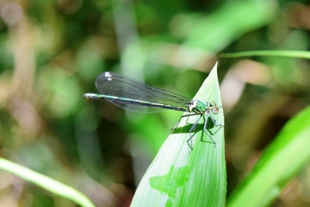 �C�g�g���{