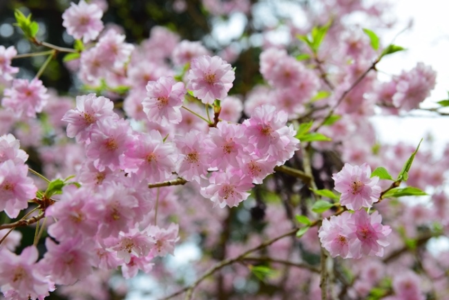 八重桜