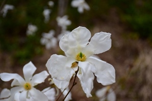 �^���V�o(�j�I�C�R�u�V)