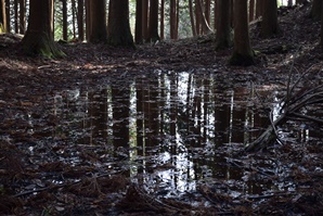 �H�ߓV���@���r