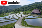 丹後の水田の風景